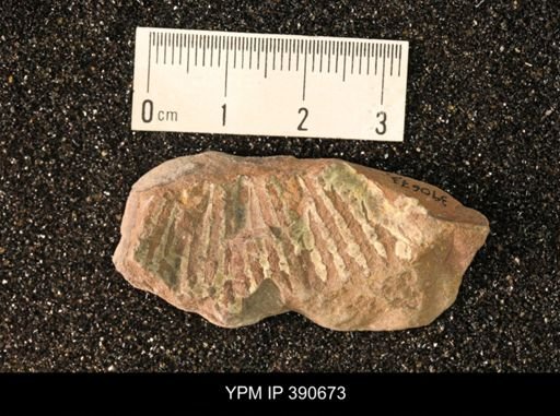 undet. Scaphitidae