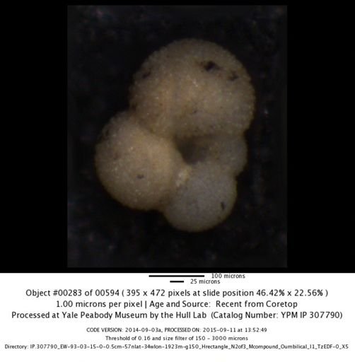 undet. Foraminiferida