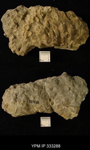 Favistella?