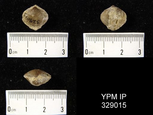 Athyris vittata