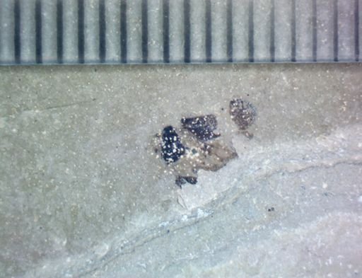 undet. Hemiptera
