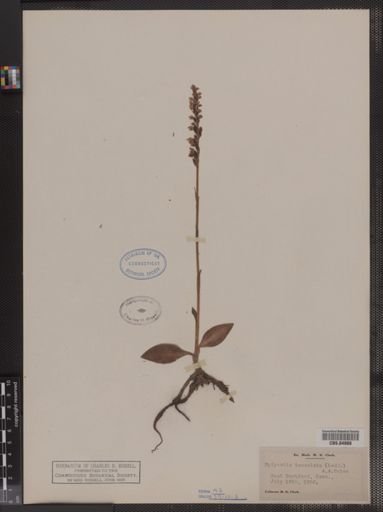 Epipactis tesselata