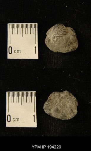 Phacops rana