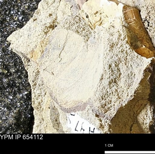 Bivalvia