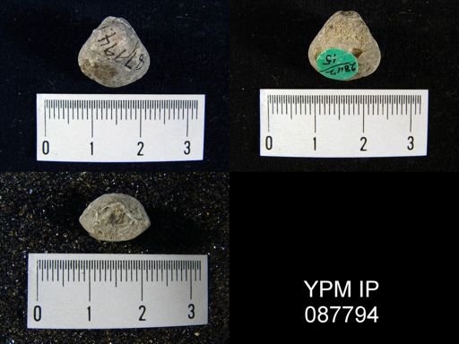 Dictyonella gibbosa