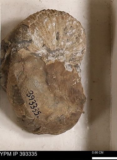Scaphites sp.