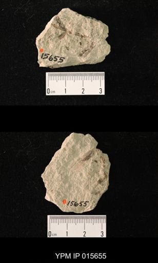Paleuthygramma acuta