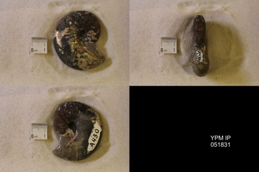 Hoploscaphites nicolletii