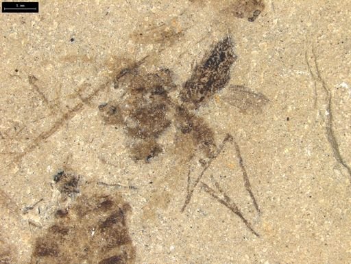 undet. Diptera