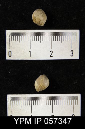 Uncinulus wadei