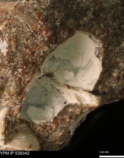 Corbulamella gregaria
