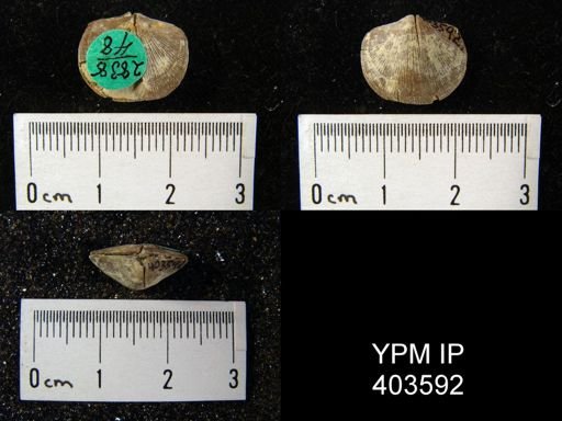 Dalmanella subcarinata