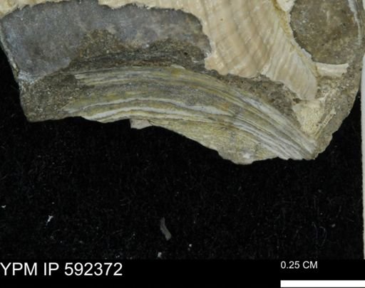 taxon undetermined