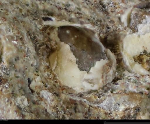 Corbulamella gregaria