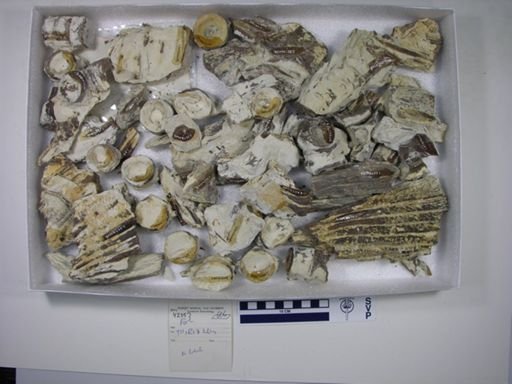 Xiphactinus?