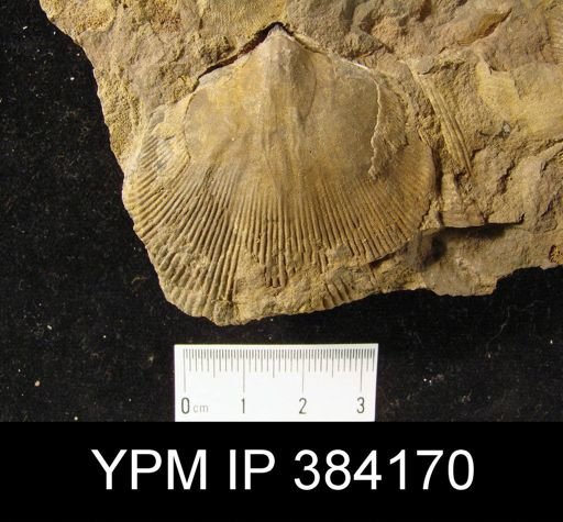 Hipparionyx hipparionyx; Spirifer murchisoni, Rensselaeria ovoides, Orthis hipparionyx