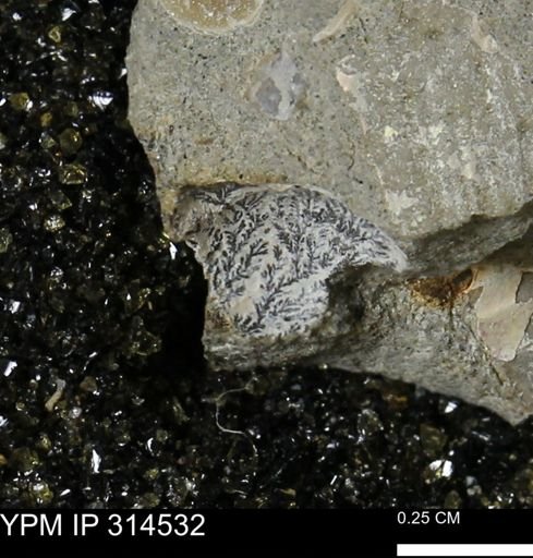 undet. Mollusca