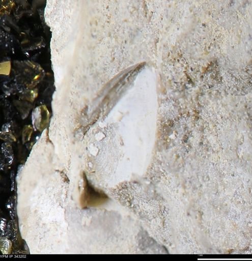 undet. Bivalvia