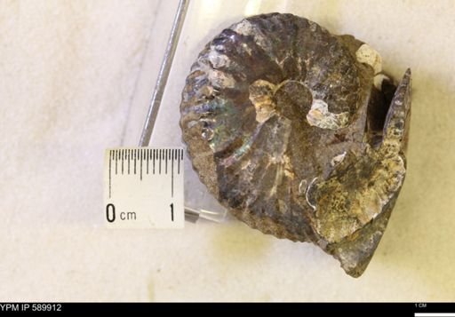 Jeletzkytes nebrascensis