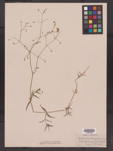 Stellaria longifolia