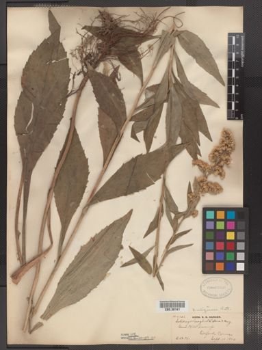 Solidago uliginosa