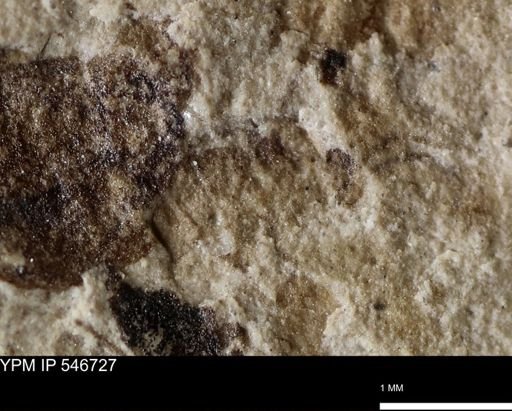 undet. Insecta