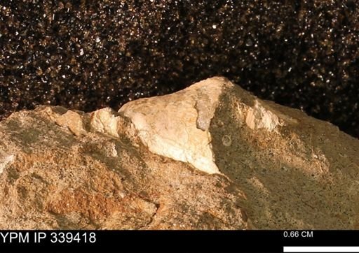undet. Mollusca