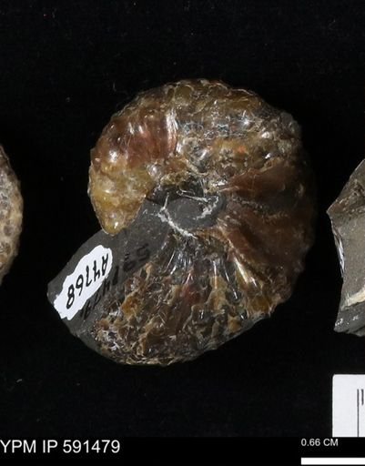 Hoploscaphites
