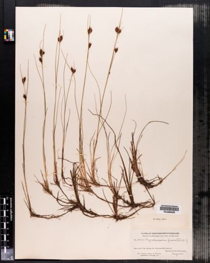 Rhynchospora fusca