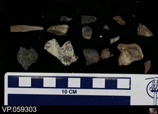 undet. Vertebrata