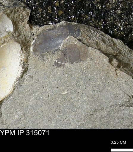 undet. Bivalvia