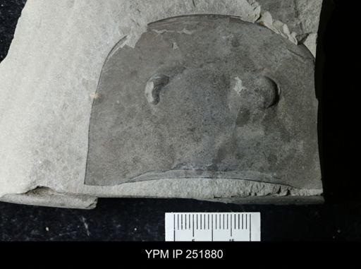 Eurypterus sp.
