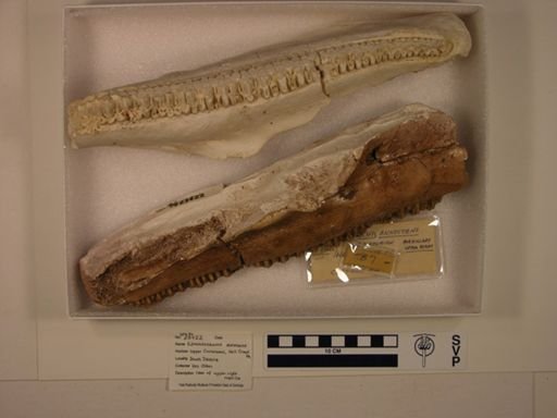 Edmontosaurus annectens
