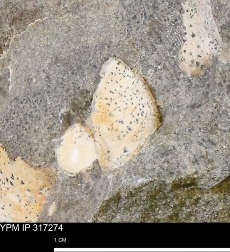 undet. Gastropoda
