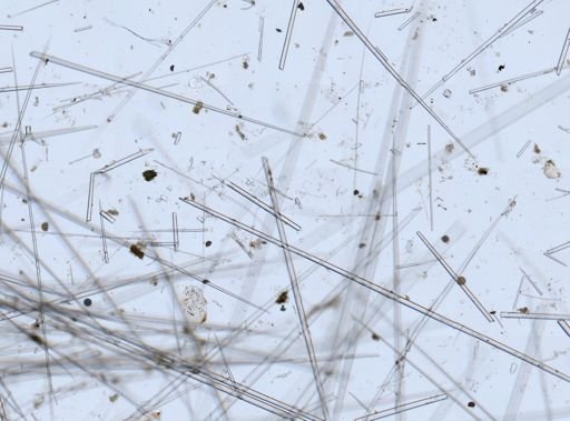Cinachyra sp.