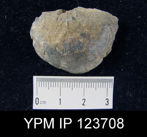 Brachyprion major