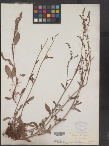 Rumex acetosella