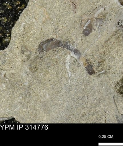 undet. Mollusca