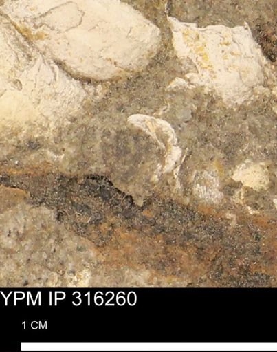 undet. Mollusca
