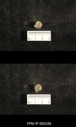Euphemites carbonarius