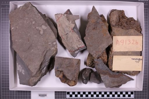 mixed taxa, stratigraphic collection