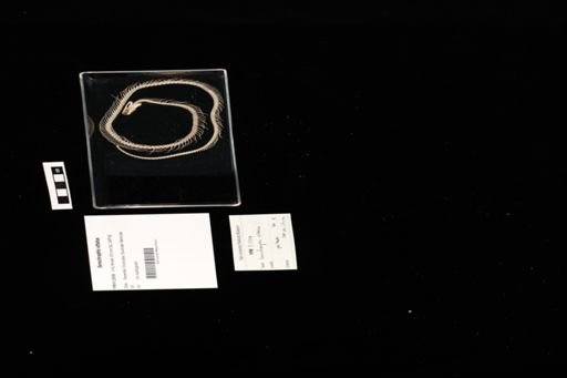 Xenochrophis vittatus