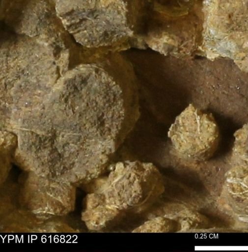 Teredo sp.