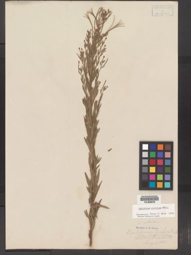 Epilobium strictum