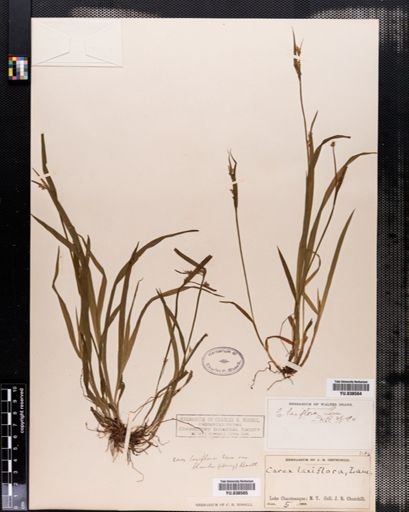 Carex blanda