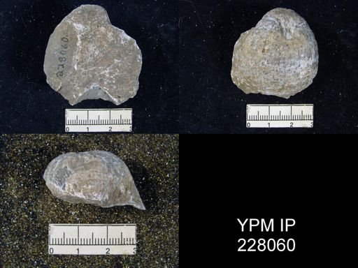 Juresania symmetrica