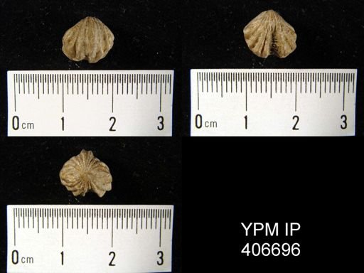 undet. Rhynchonellida