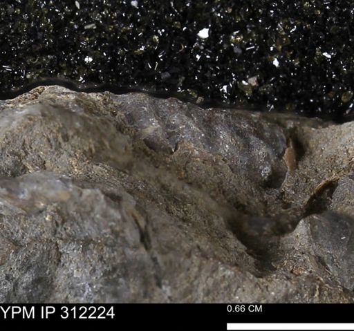 undet. Scaphitidae