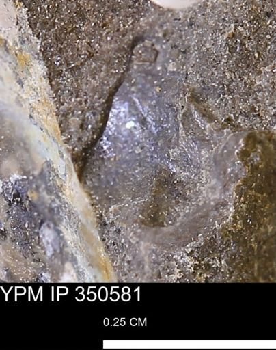 undet. Mollusca