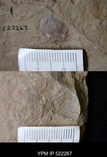 undet. Arthropoda